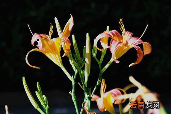 椿萱并茂的含义 椿萱并茂是什么意思