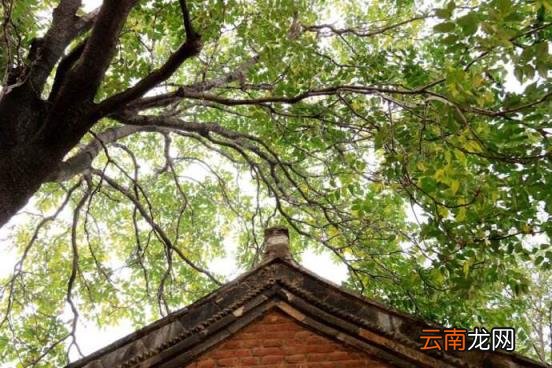 椿萱并茂的含义 椿萱并茂是什么意思