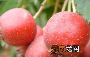 孕妇不宜吃的食物有哪些 孕妇禁忌水果