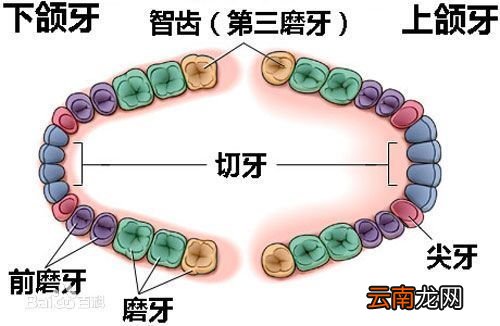 什么是智齿图片