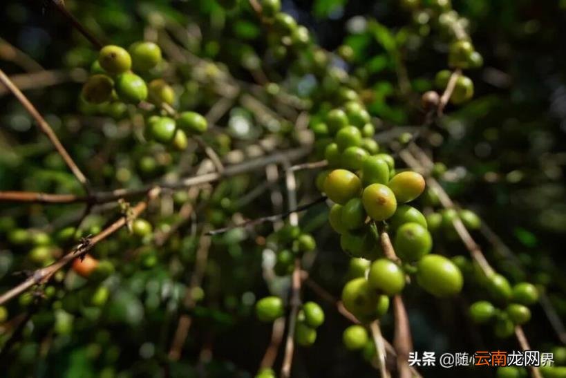 咖啡的故乡和生产 咖啡的故乡是哪里