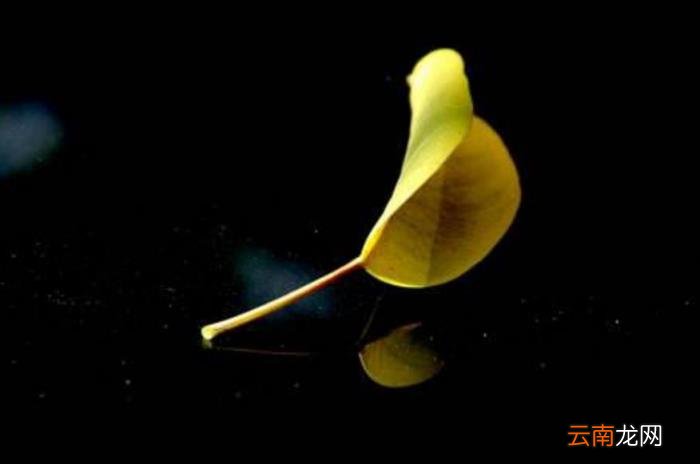 孤芳自赏的含义 孤芳自赏是什么意思