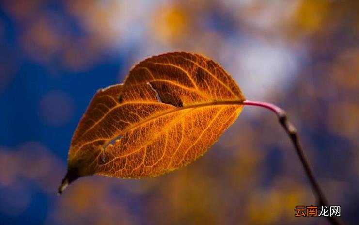 孤芳自赏的含义 孤芳自赏是什么意思