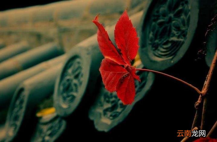 孤芳自赏的含义 孤芳自赏是什么意思