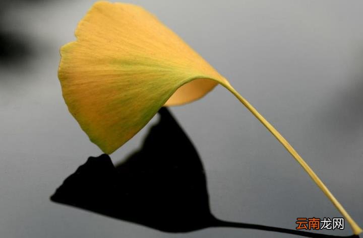 孤芳自赏的含义 孤芳自赏是什么意思