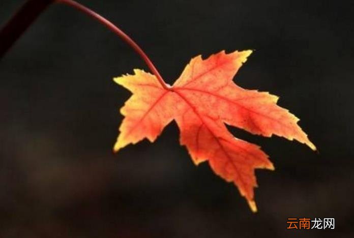 孤芳自赏的含义 孤芳自赏是什么意思