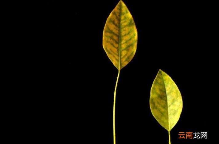 孤芳自赏的含义 孤芳自赏是什么意思