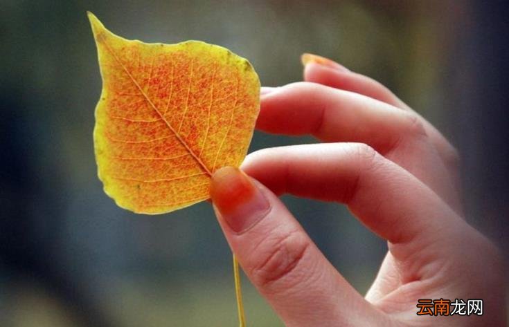 孤芳自赏的含义 孤芳自赏是什么意思