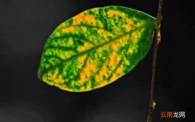 孤芳自赏的含义 孤芳自赏是什么意思