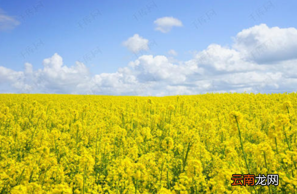 春天来了,田野里有什么怎样补充句子 关于情景