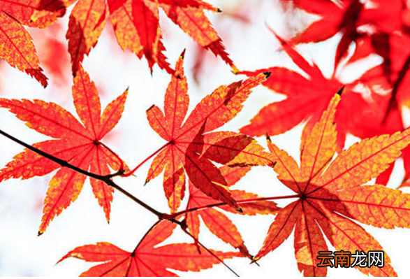 春天来了…夏天来了…秋天来了…冬天来了…补充一年四 扩写