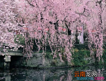 春天的画春天的儿童画