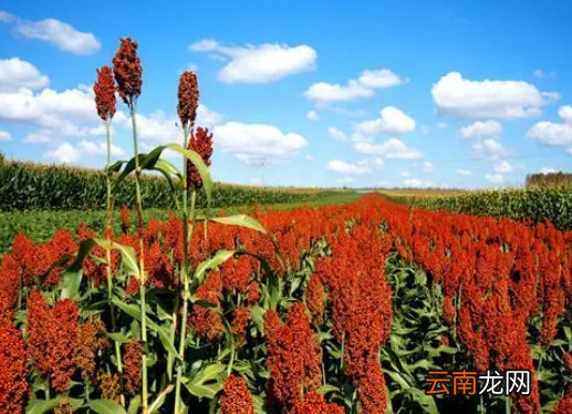 秋天的高粱熟了的描写 高粱描述的句子