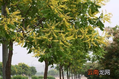 秋天开花的树种有哪些 秋天什么开花