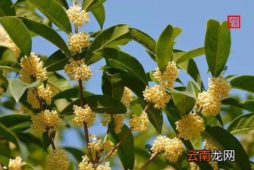 秋天开花的树种有哪些 秋天什么开花