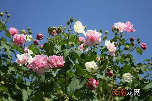 秋天开花的树种有哪些 秋天什么开花