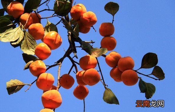 描写秋天柿子挂满枝头的诗句 柿子相关的古诗