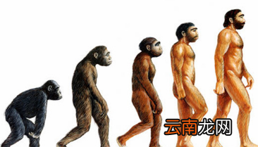 人种分类是什么呢