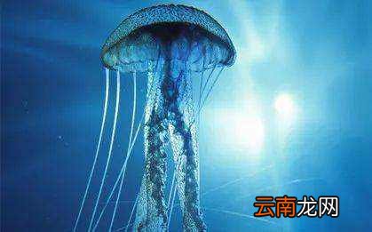 什么水母最毒 什么水母最大