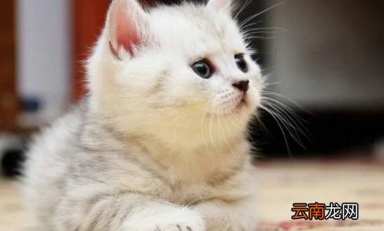 小猫的鼻涕有毒吗 小猫怎么处理