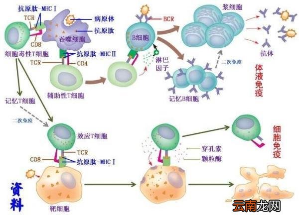 什么是免疫活性物质? 免疫的物质