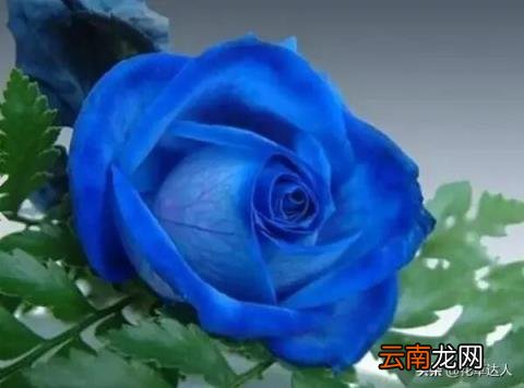 蓝色妖姬代表的寓意 蓝色妖姬代表什么