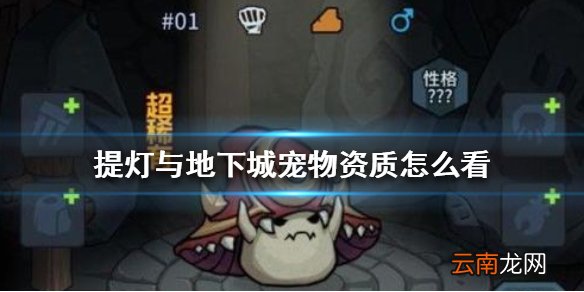 提灯与地下城宠物资质怎么看 提灯与地下城满级资质查看方法