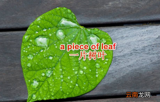 piece的缩写是什么 英语翻译