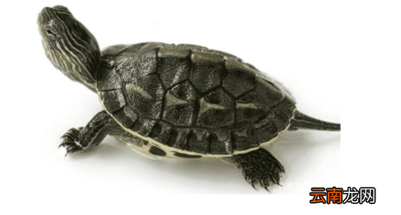 春天来了哪些小动物苏醒了 小动物怎么描写