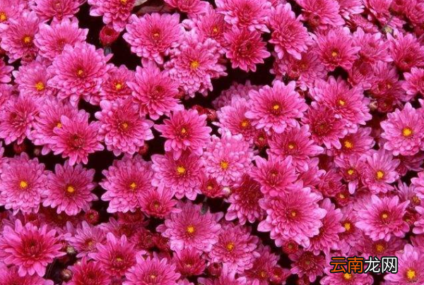 春天来了鲜花开得那么什么那么什么