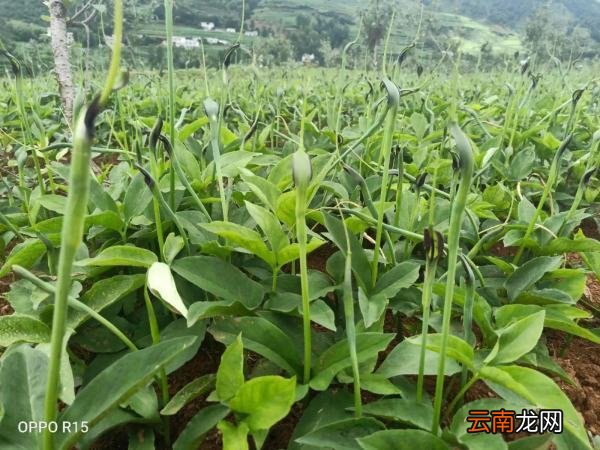 药材一般什么时候种植