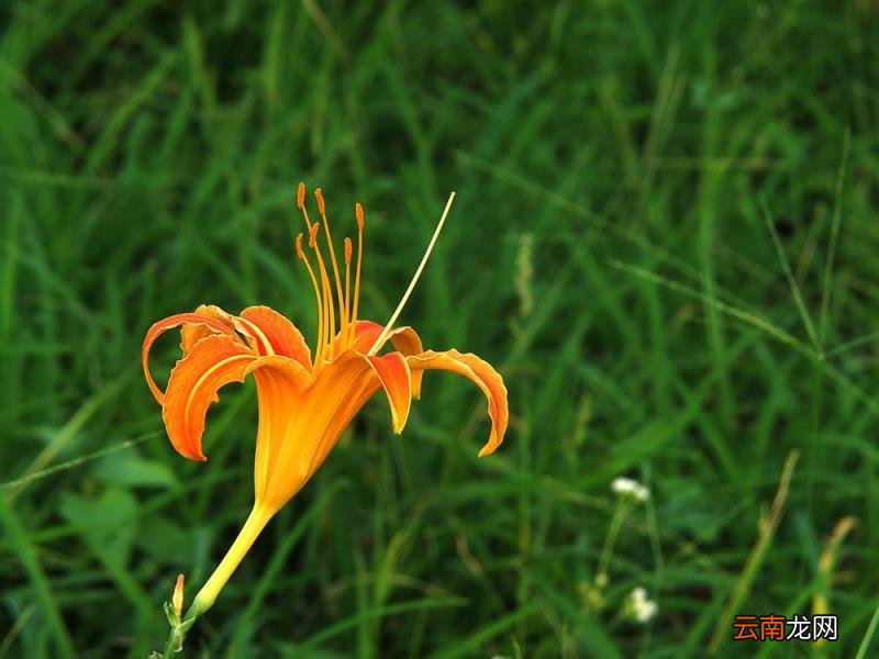 忘忧草代表的含义 忘忧草代表什么意思