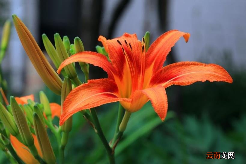 忘忧草代表的含义 忘忧草代表什么意思