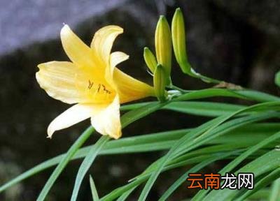 忘忧草代表的含义 忘忧草代表什么意思