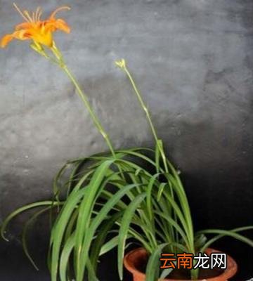 忘忧草代表的含义 忘忧草代表什么意思