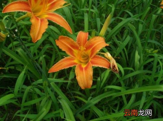 忘忧草代表的含义 忘忧草代表什么意思