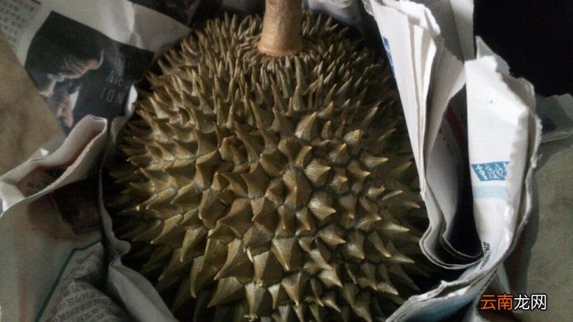 榴莲没熟的解决方法 榴莲没熟打开后怎么办