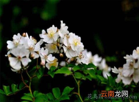 荼靡的文化含义 荼靡是什么意思