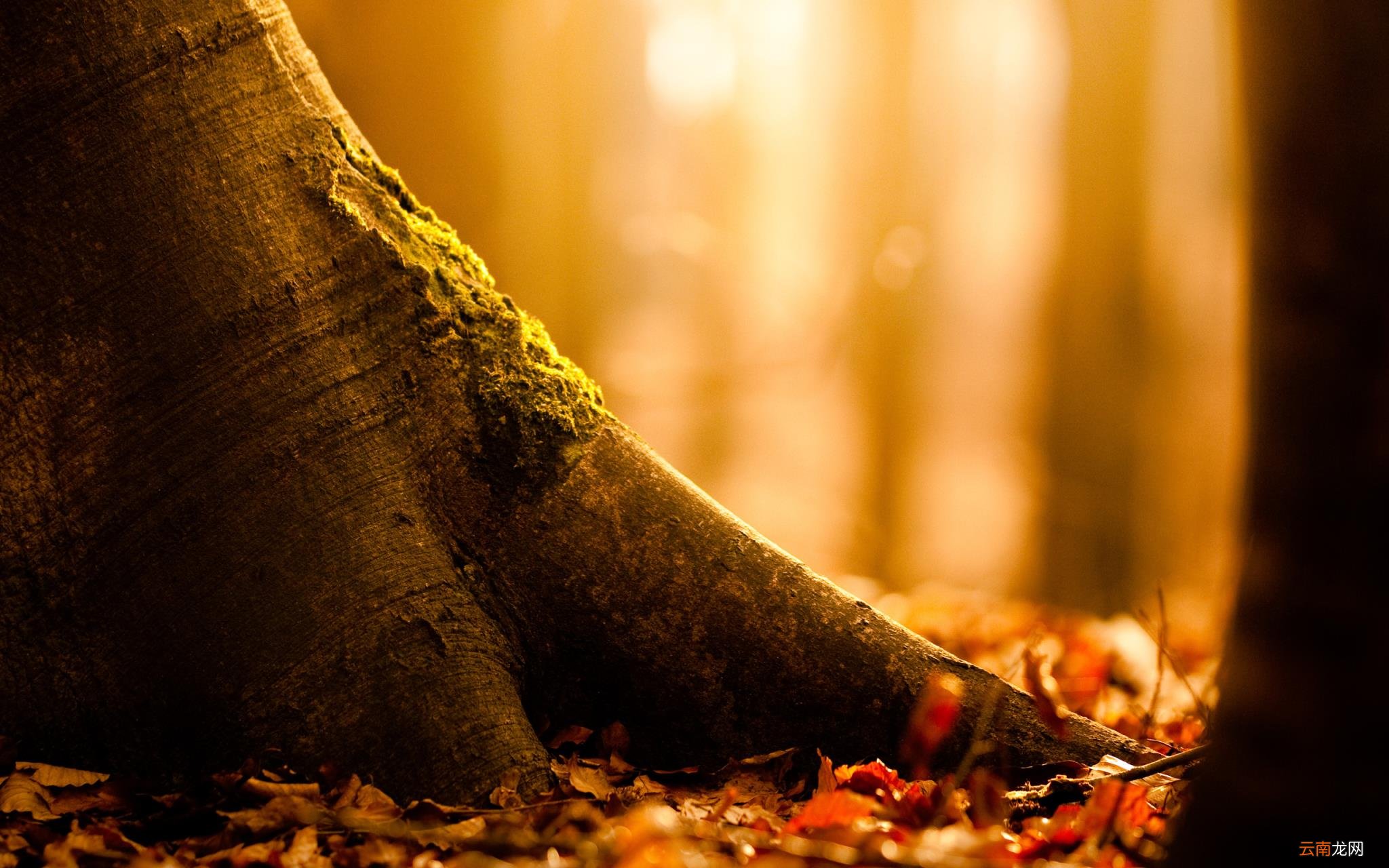 高三霸气横幅 高三霸气横幅励志标语霸气简短