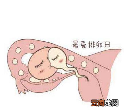 排卵期怎么算才最准确