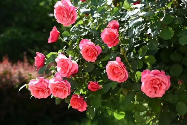 月季花的养殖方法和注意事项