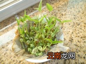 3到4天绿豆发芽观察日记