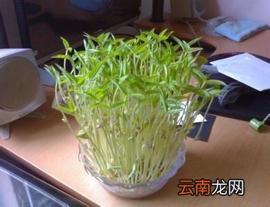 绿豆发芽观察日记7篇250字