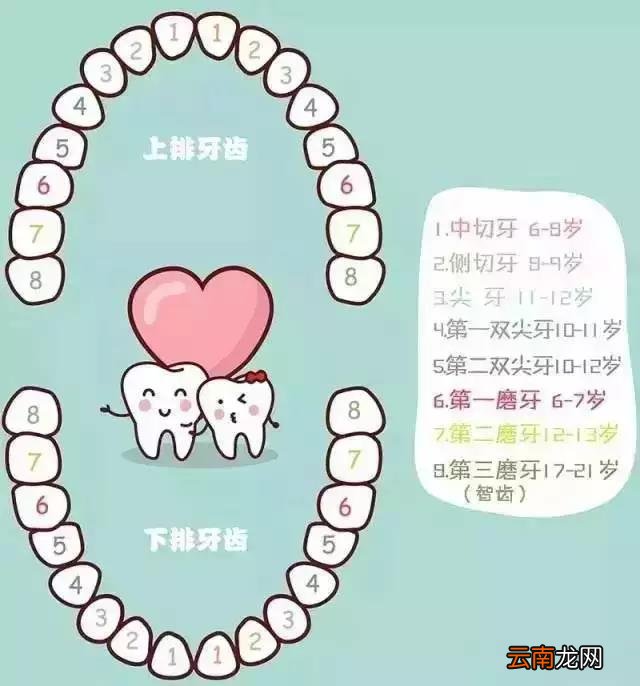 儿童换牙顺序图
