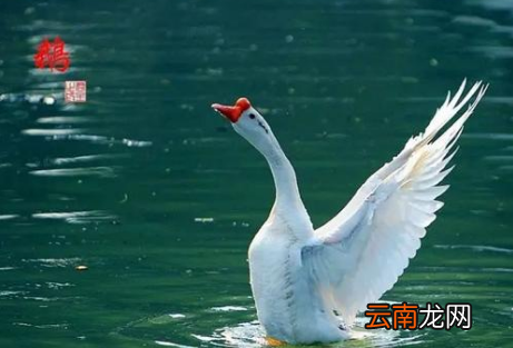 1一3岁儿童古诗有哪些