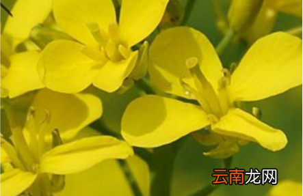 关于春天油菜花的古诗有哪些