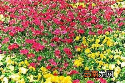 描写春天的著名文章有哪些