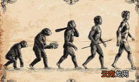 人类的起源的演化过程主要内容是什么