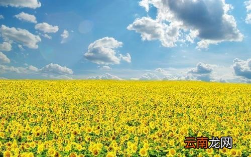 欣欣向荣哪部小说好看