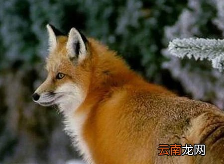 狐狸是属于犬科吗? 狐狸属于什么科